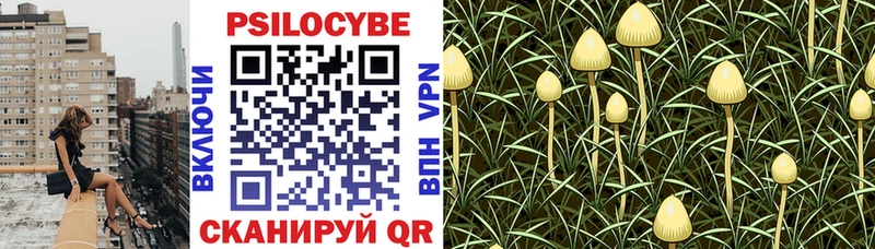 как найти   Котельниково  Псилоцибиновые грибы MAGIC MUSHROOMS 